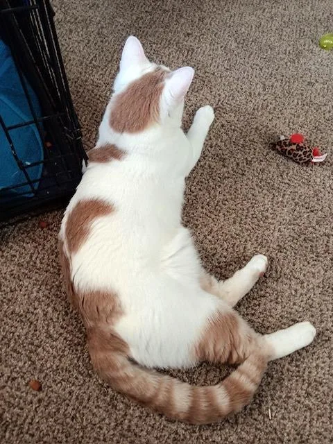 Ziggy  Meet And thumbnail 3