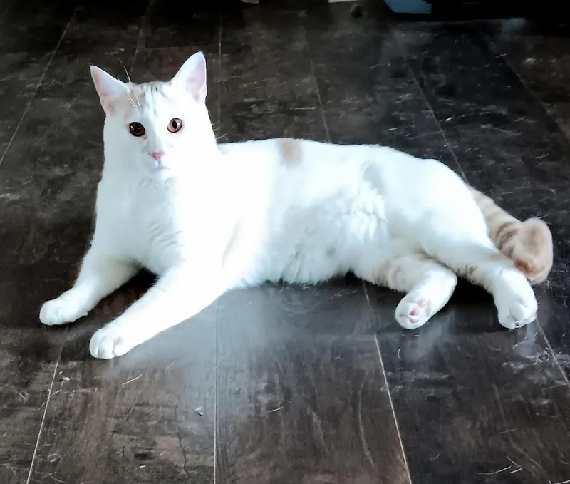 Ziggy  Meet And thumbnail 4