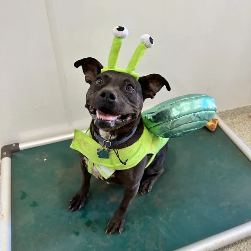 Bea Arthur thumbnail 2