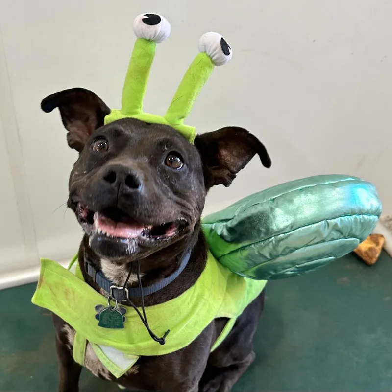 Bea Arthur thumbnail 3