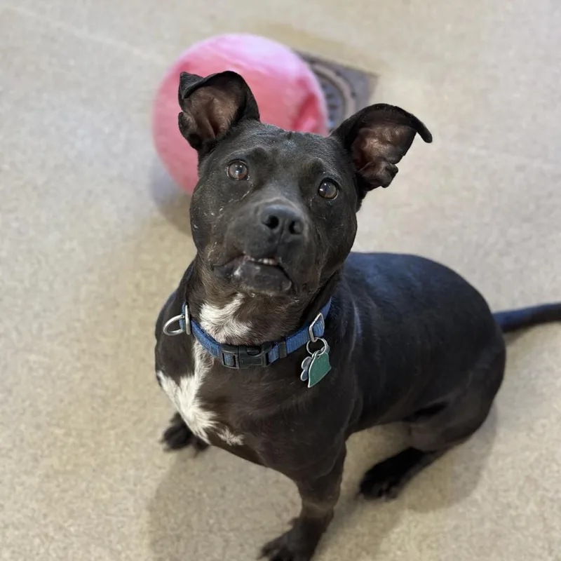 Bea Arthur thumbnail 5