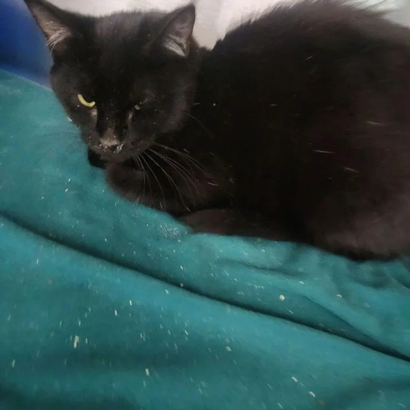 An adult medium-sized female Black Domestic Short Hair cat named Sylvester for adoption in Kingman, AZ