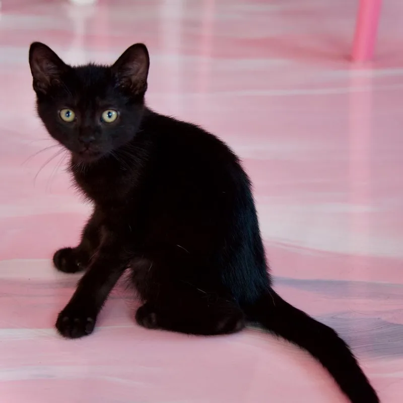 A baby small-sized male Black Domestic Short Hair cat named Sedona for adoption in Forest Park, IL