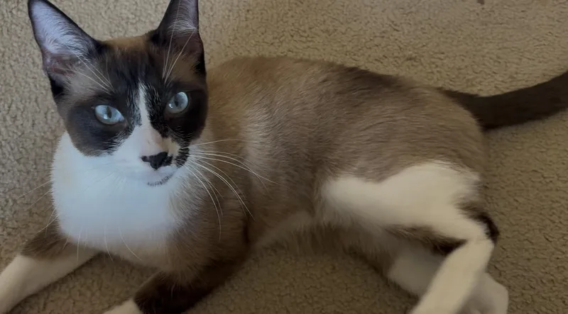 An adult medium-sized male Blue Cream Snowshoe cat named Bandit for adoption in Venice, CA
