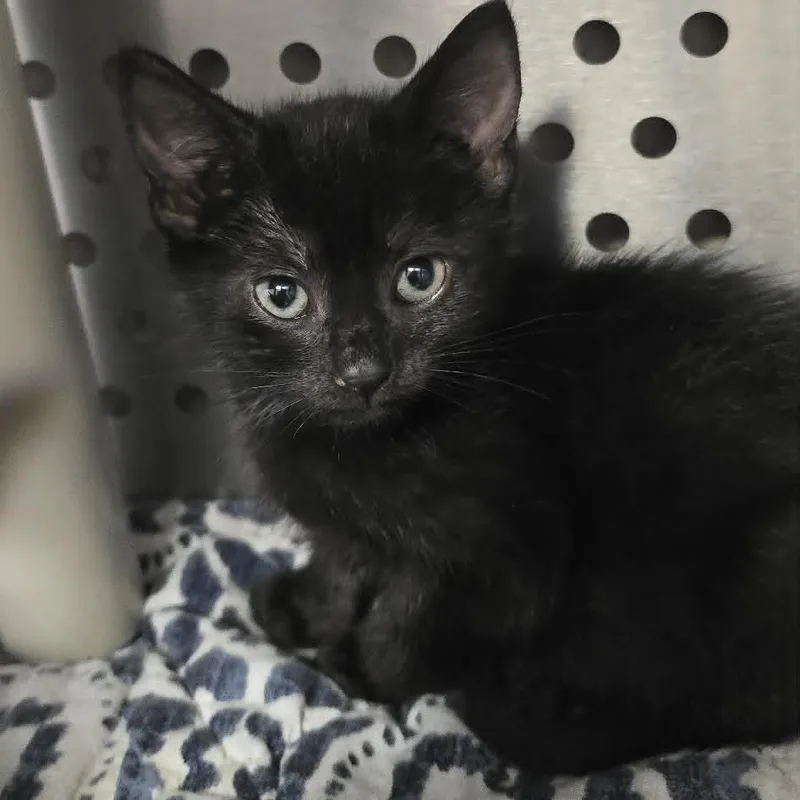 A baby medium-sized male Black Domestic Short Hair cat named Kip for adoption in Orange, VA