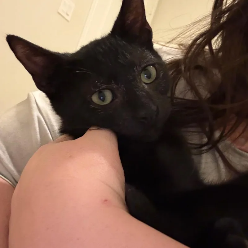 A baby medium-sized male Black Domestic Short Hair cat named Darth Vader for adoption in San Antonio, TX