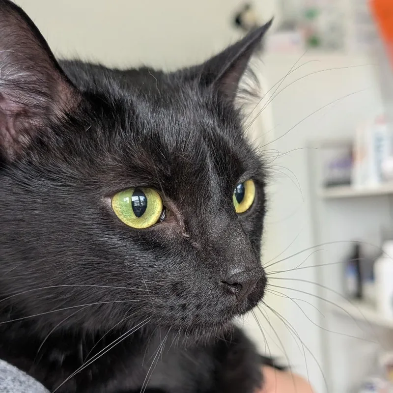 An adult large-sized male Black Domestic Short Hair cat named Bedo for adoption in Chapel Hill, NC