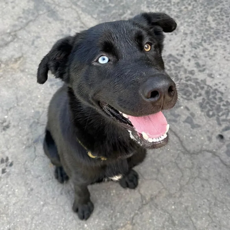 A young large-sized male Black Husky dog named Tyson for adoption in Groveland, MA