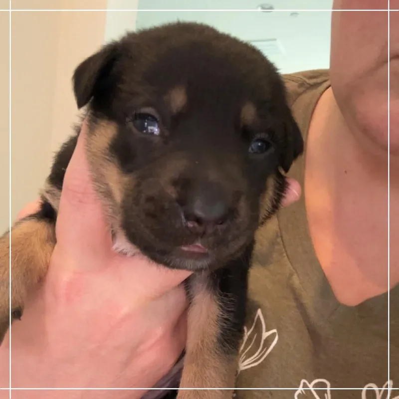 A baby small-sized male Black Australian Kelpie dog named Quinn for adoption in Chandler, AZ