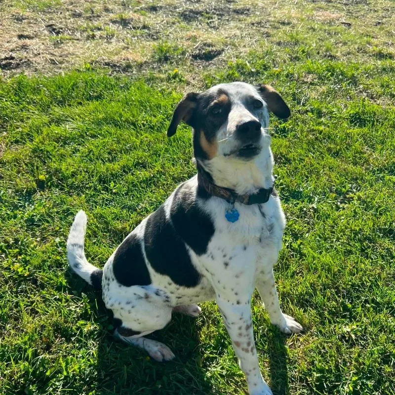 A senior large-sized male Australian Cattle Dog / Blue Heeler named Jager for adoption in Ogdensburg, NY