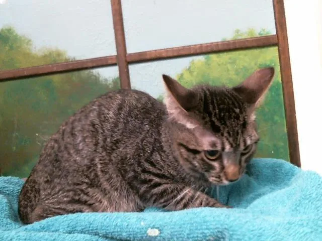 A baby small-sized male Domestic Short Hair cat named Beavis for adoption in Houston, TX