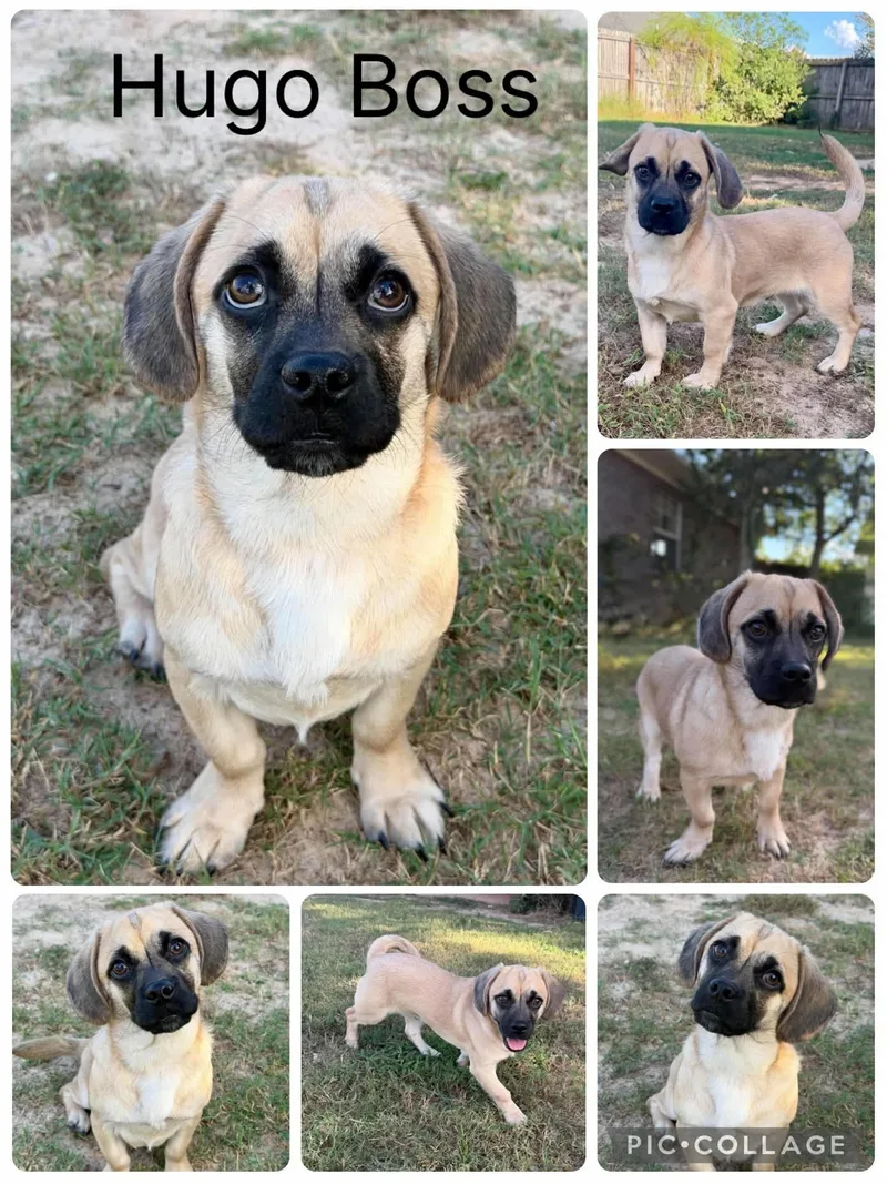 A young small-sized male Black Pug dog named Hugo Boss for adoption in Enterprise, AL