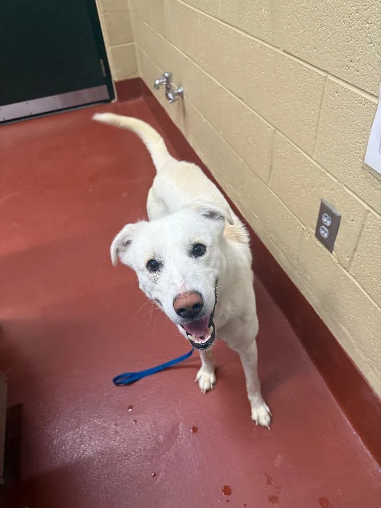 A young medium-sized male Mixed Breed dog named Larry for adoption in Douglasville, GA