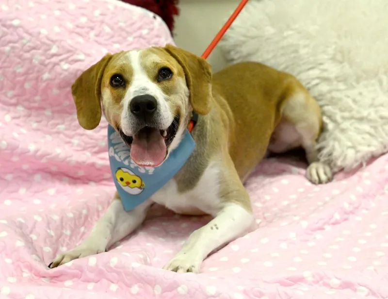 A baby medium-sized male Labrador Retriever dog named Cy for adoption in Christiansburg, VA