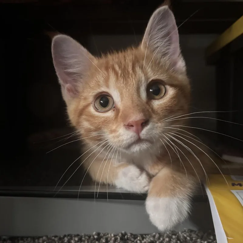 A baby small-sized male Orange / Red Domestic Medium Hair cat named Theo C for adoption in Princeton, MN