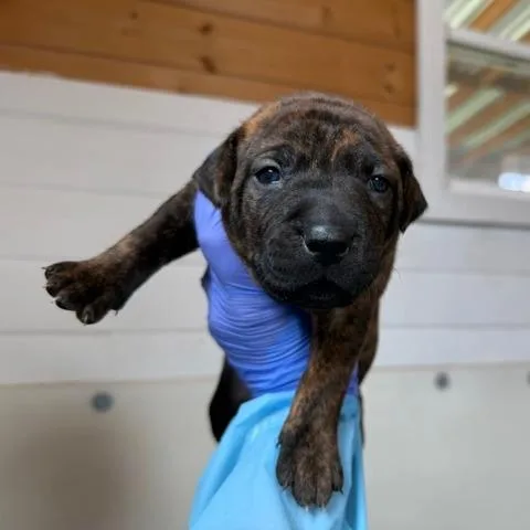 A baby medium-sized female Brindle Black Labrador Retriever dog named Nevera for adoption in Peyton, CO