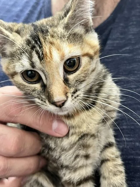 A baby small-sized female Tabby (Brown / Chocolate) Domestic Short Hair cat named Coca for adoption in Anoka, MN