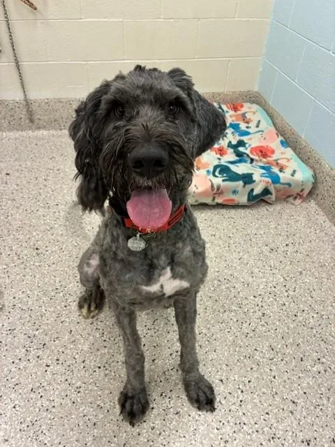 An adult large-sized male Poodle dog named Jester for adoption in Brighton, CO