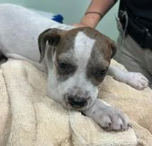 A baby large-sized female Mixed Breed dog named Liko for adoption in Savannah, GA