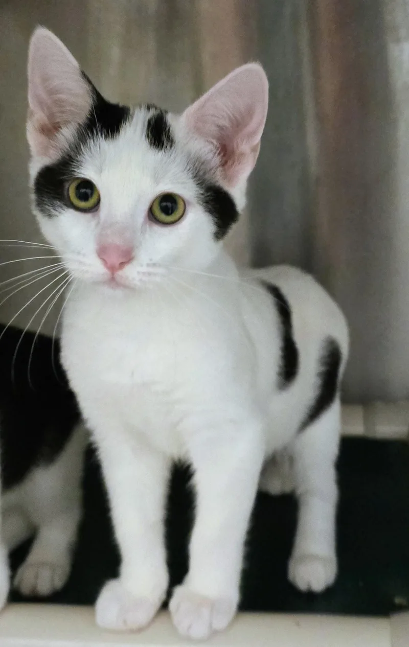 A baby medium-sized female Black Domestic Short Hair cat named Ginger for adoption in Amityville, NY