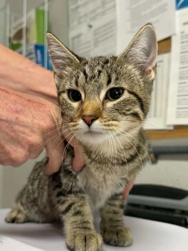 A baby medium-sized female Domestic Short Hair cat named Julienne for adoption in Bolivar, MO