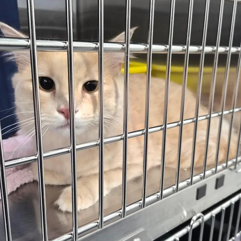 A young medium-sized male Domestic Long Hair cat named Maxwell for adoption in Montgomery, AL