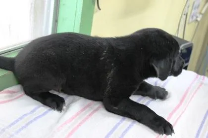 A baby large-sized male Labrador Retriever dog named Jabber for adoption in Picayune, MS