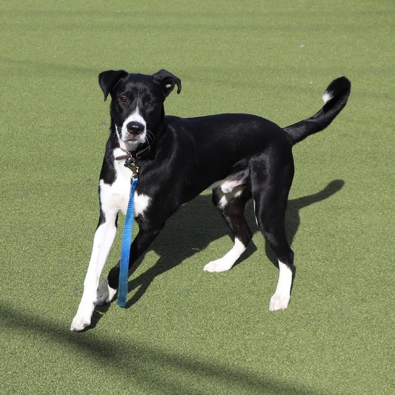 A young large-sized male Mixed Breed dog named Hudson for adoption in Port Washington, NY