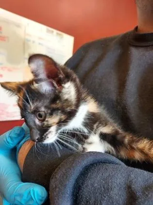 A baby small-sized female Domestic Short Hair cat named Buttercup for adoption in Fishers, IN