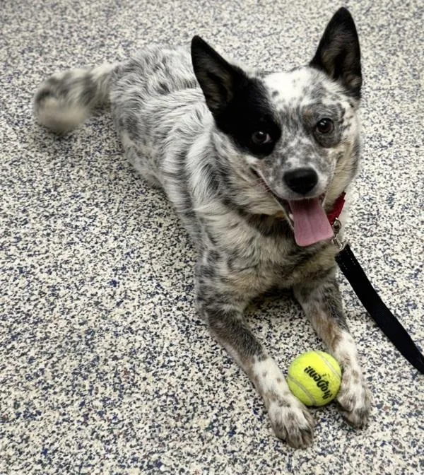 An adult medium-sized male Australian Cattle Dog / Blue Heeler dog named Trigger for adoption in Golden, CO