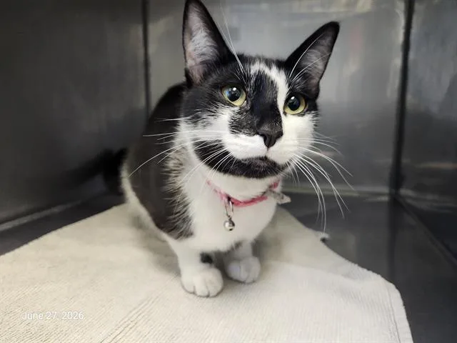 A young small-sized female Domestic Short Hair cat named Sunflower for adoption in Santa Cruz, CA