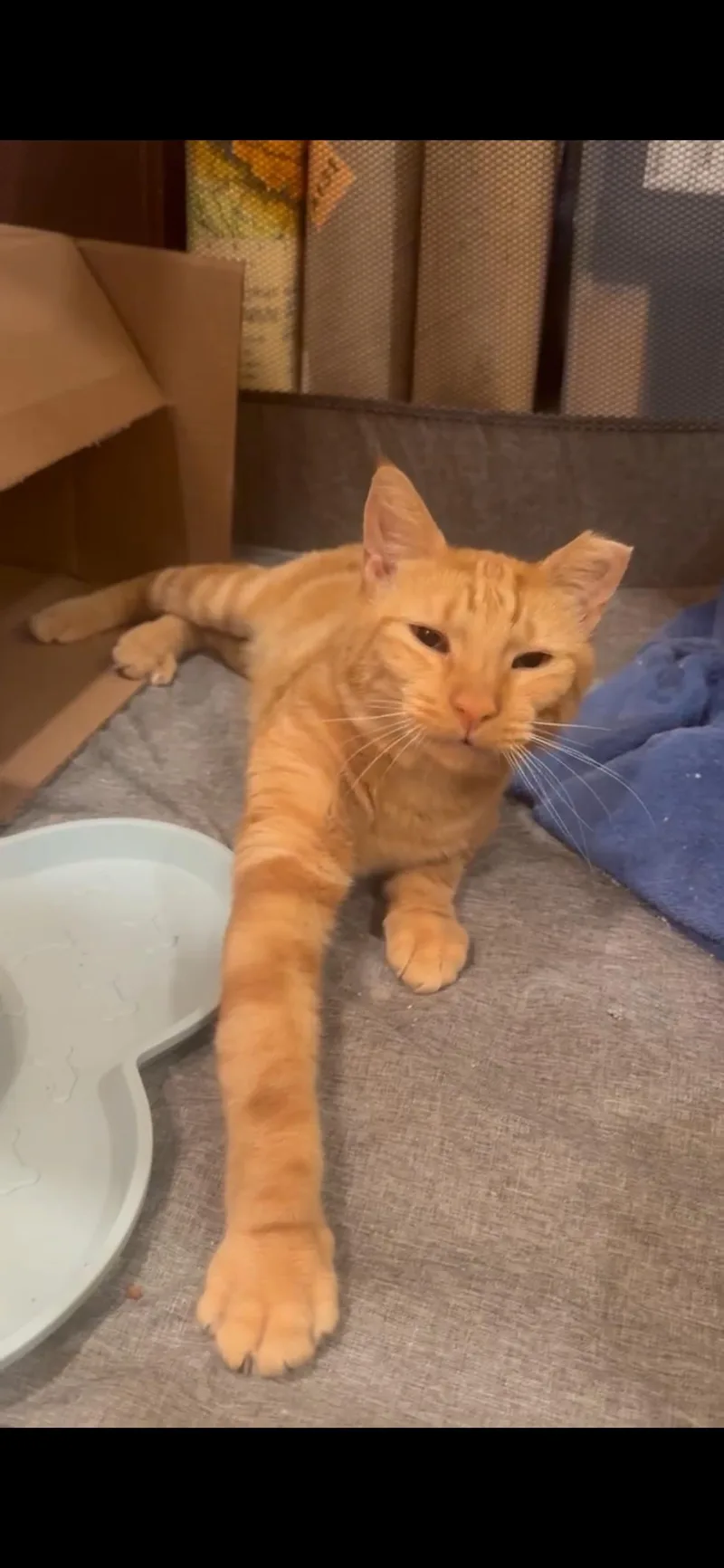 An adult medium-sized male Orange / Red Domestic Short Hair cat named Cid for adoption in Elkton, MD
