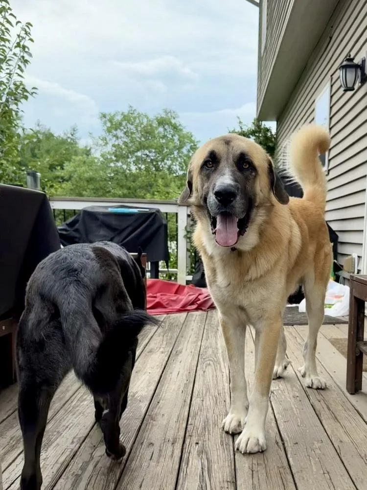 An adult large-sized male Anatolian Shepherd dog named Titan for adoption in Columbus, OH