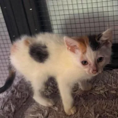 A baby small-sized female Calico Domestic Short Hair cat named Twix for adoption in Gordonsville, TN