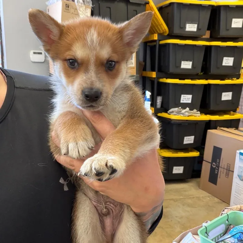 A baby medium-sized male Brown / Chocolate Husky dog named Biscuit for adoption in Webster, TX