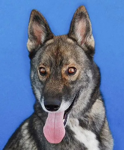 An adult medium-sized male German Shepherd Dog dog named Scar for adoption in Pasadena, CA