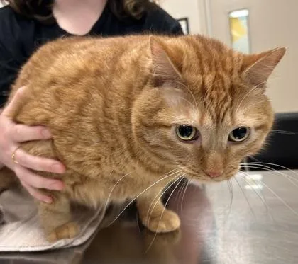 An adult large-sized male Domestic Short Hair cat named Alfred for adoption in Fishers, IN