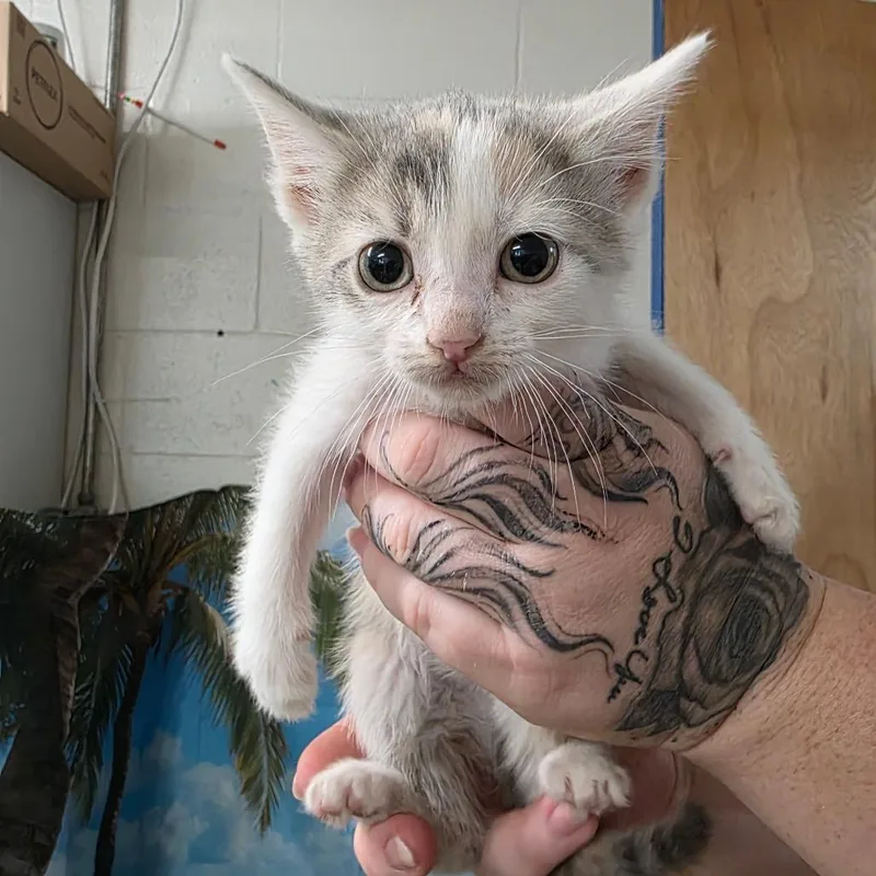 A baby small-sized female Calico Domestic Short Hair cat named Nido Queen for adoption in Eureka Springs, AR