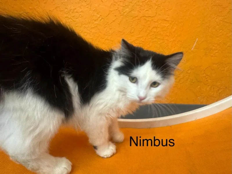 Nimbus