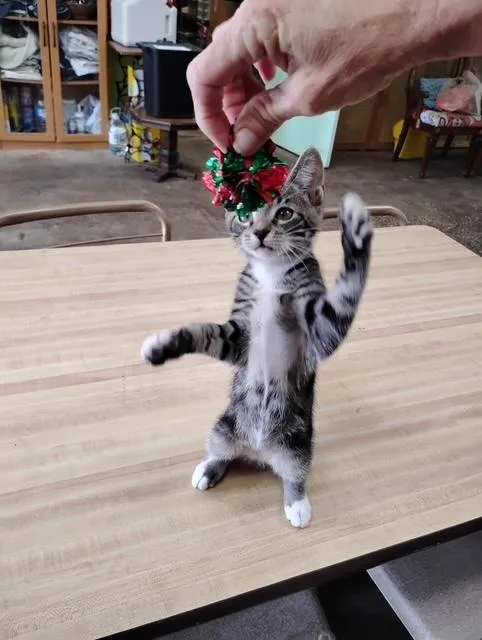Teo thumbnail 3