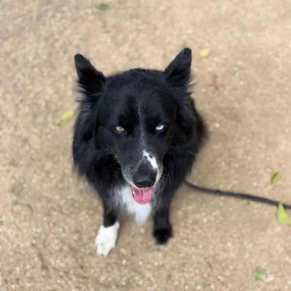 An adult medium-sized male Australian Shepherd dog named Orbee for adoption in Dublin, CA