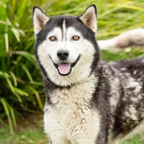 An adult large-sized male Siberian Husky dog named Lobo for adoption in Camarillo, CA