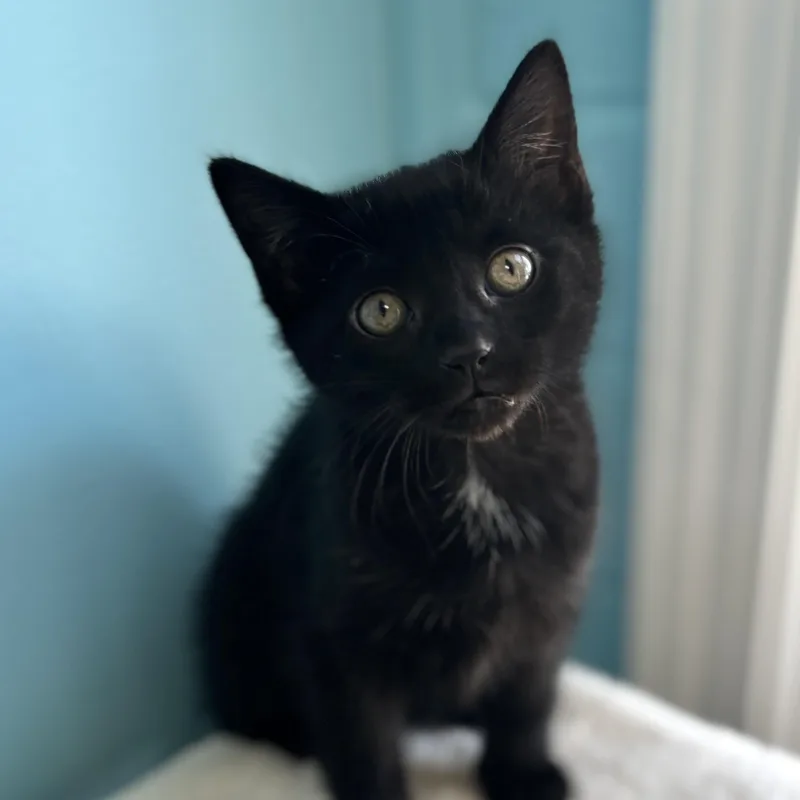 A baby medium-sized female Black Domestic Short Hair cat named Carumba for adoption in Bardstown, KY