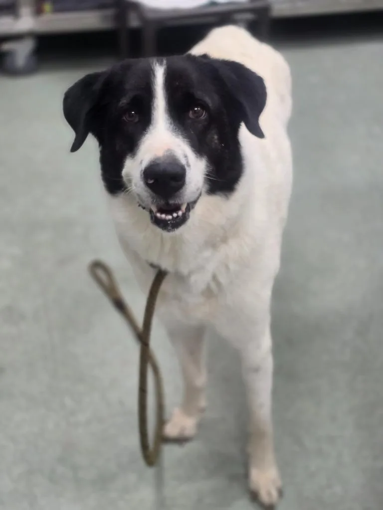A young medium-sized female Great Pyrenees dog named Butter for adoption in Danielsville, GA