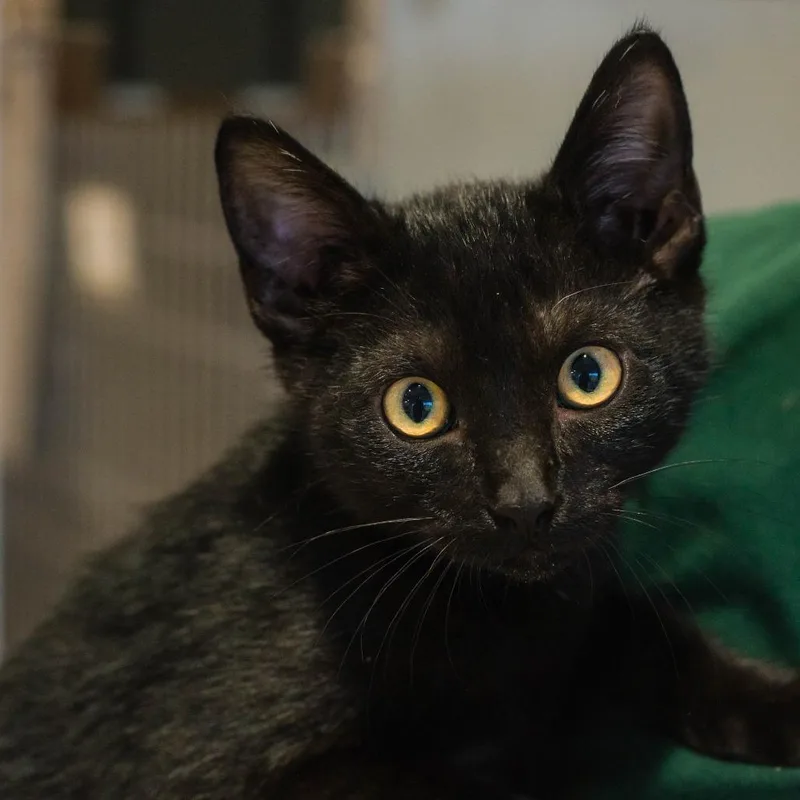 A baby small-sized male Black Domestic Short Hair cat named Yin for adoption in Houston, TX