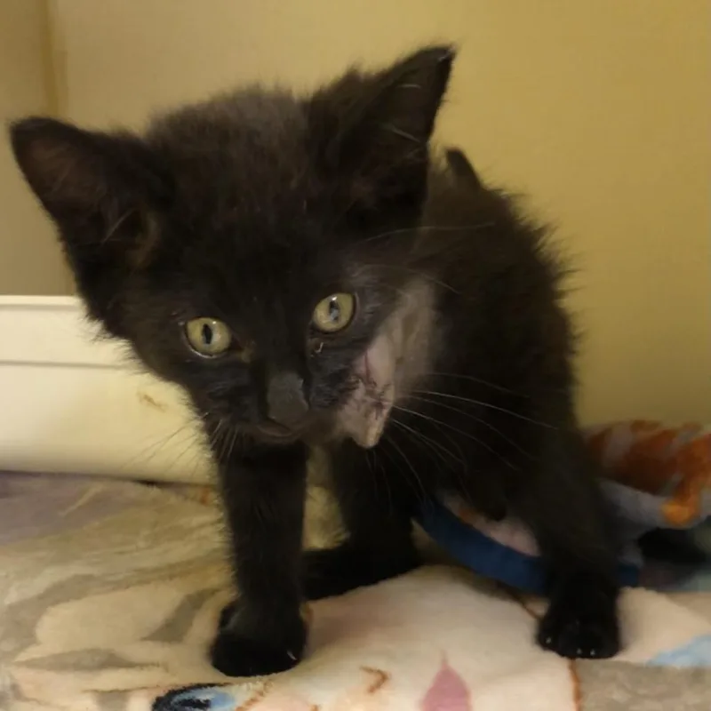 A baby small-sized male Black Domestic Short Hair cat named Mitt for adoption in Kingman, KS