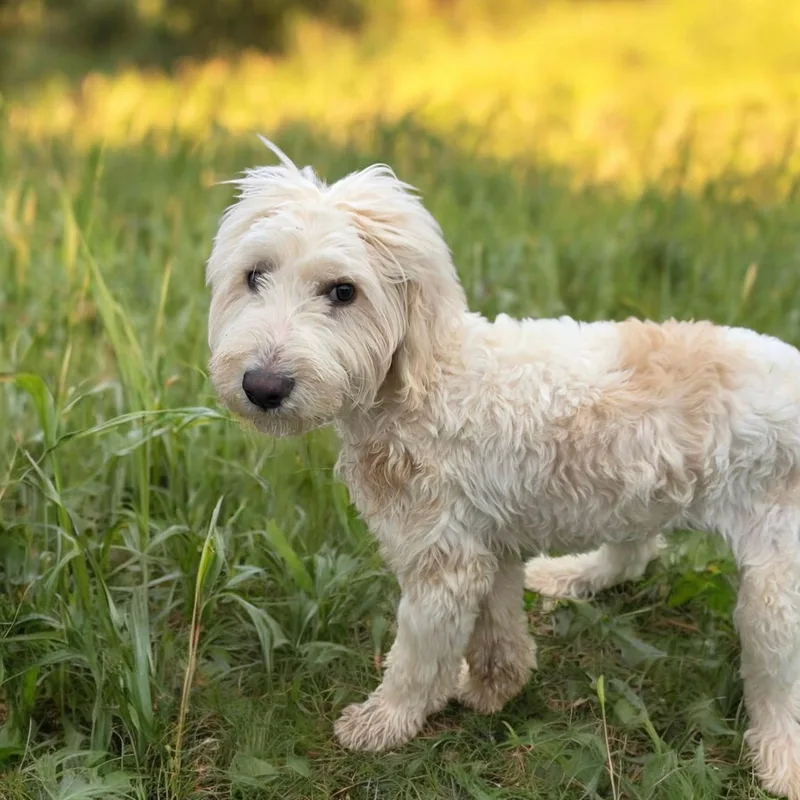 A young medium-sized male White / Cream Labradoodle dog named Kevin for adoption in Chesnee, SC