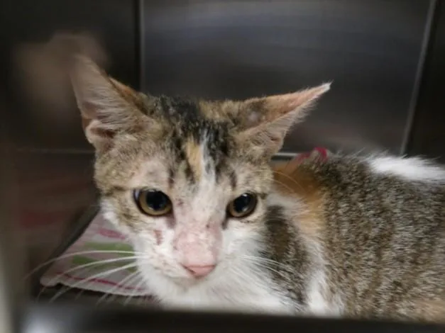 A baby medium-sized female Domestic Short Hair cat named Shayla for adoption in Los Angeles, CA