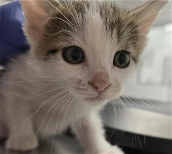 A baby small-sized female Domestic Short Hair cat named Solace for adoption in Indianapolis, IN