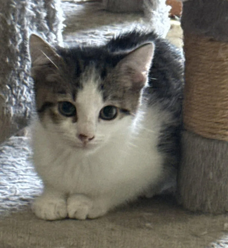 A baby medium-sized male Domestic Short Hair cat named Robin for adoption in Attalla, AL